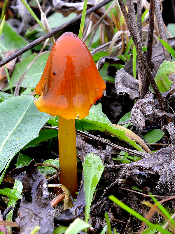 lúčnica kužeľovitá Hygrocybe conica (Schaeff.) P. Kumm.