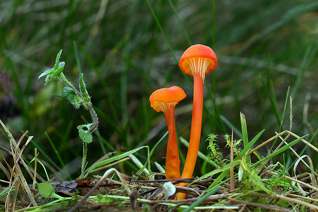 lúčnica kuriatkovitá Hygrocybe lepida Arnolds