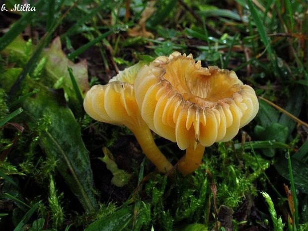 lúčnica Hygrocybe sp.