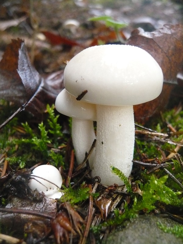 šťavnačka slonovinová Hygrophorus eburneus (Bull.) Fr.