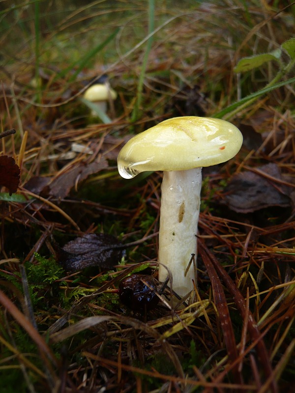 šťavnačka smrekovcová Hygrophorus lucorum Kalchbr.