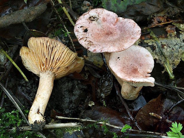 rýdzik fialovkastý Lactarius lilacinus (Lasch) Fr.