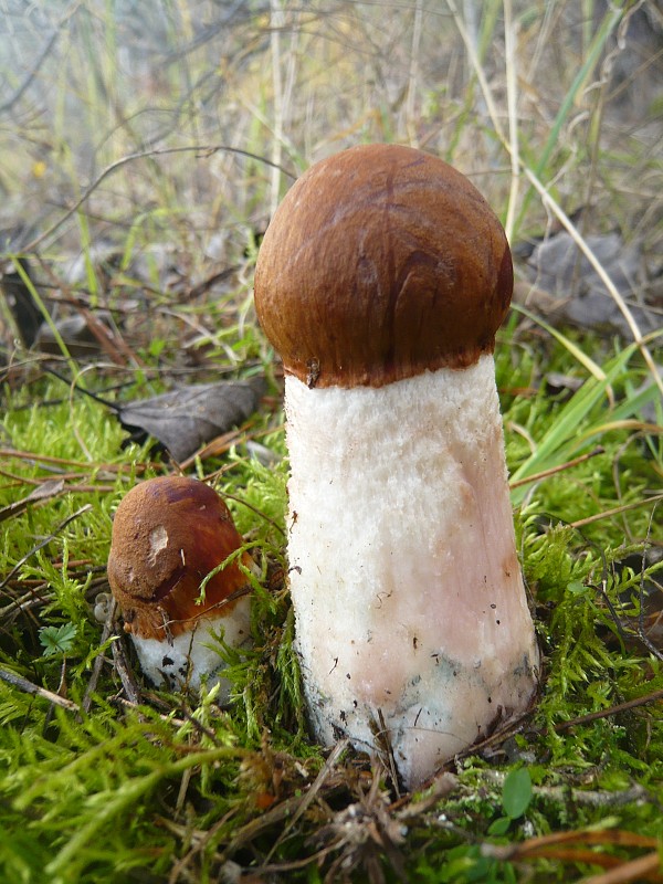 kozák osikový Leccinum albostipitatum den Bakker & Noordel.