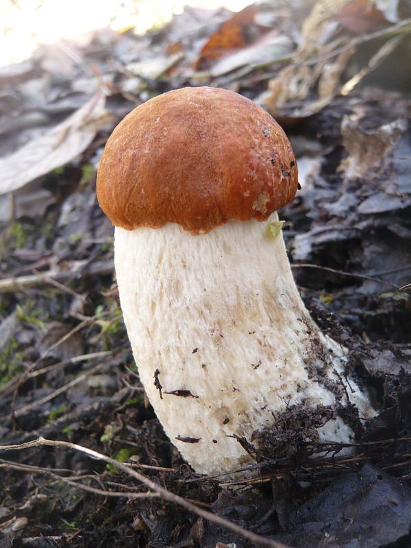 kozák osikový Leccinum albostipitatum den Bakker & Noordel.