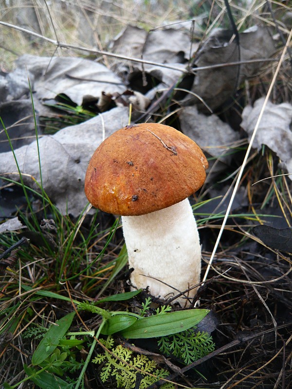 kozák osikový Leccinum albostipitatum den Bakker & Noordel.