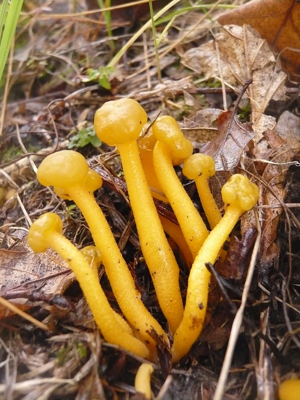 klincovka slizká Leotia lubrica (Scop.) Pers.