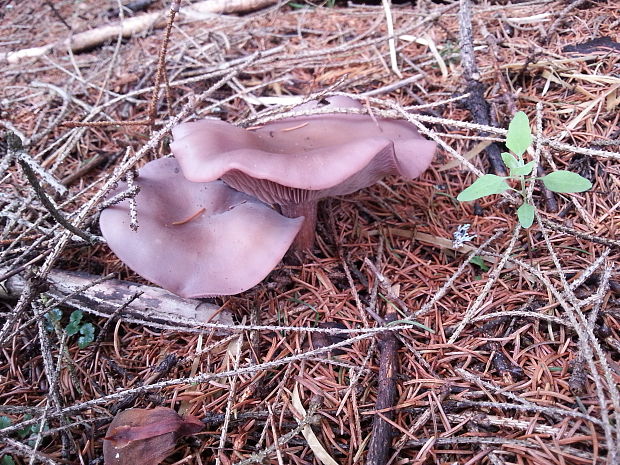 pôvabnica fialová Lepista nuda (Bull.) Cooke