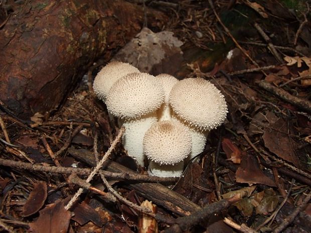 prášnica bradavičnatá Lycoperdon perlatum Pers.