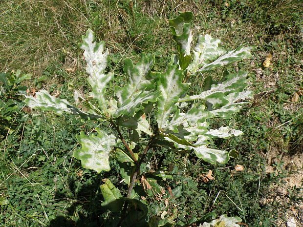 drobnomúčka dubová  Microsphaera alphitoides Griffon & Maubl.