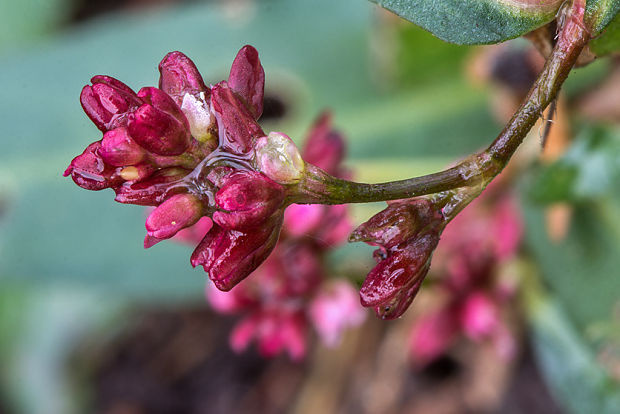 horčiak štiavolistý Persicaria cf. lapathifolia (L.) Gray