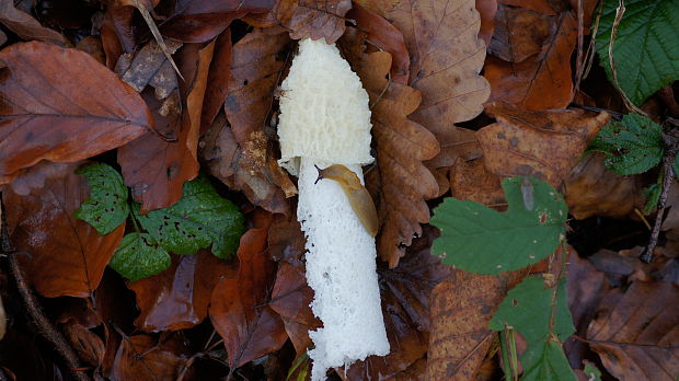 hadovka smradľavá Phallus impudicus L.