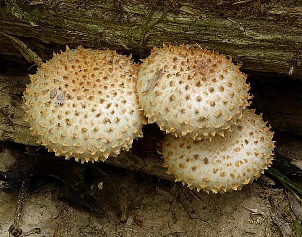 šupinovka šupinatá Pholiota squarrosa (Vahl) P. Kumm.