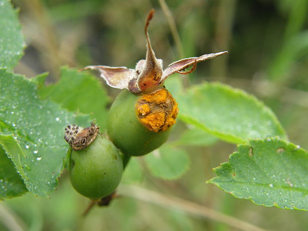 priehradkovec Phragmidium mucronatum (Pers.) Schltdl.