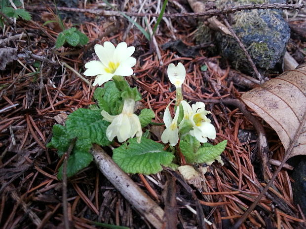 prvosienka bezbyľová Primula acaulis (L.) L.