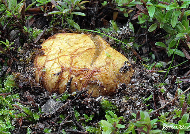 koreňovec žltkastý Rhizopogon luteolus Fr. & Nordholm