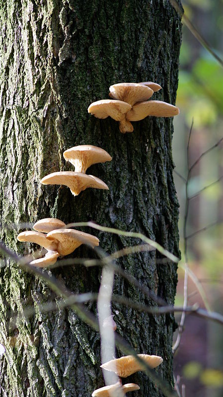 pňovka neskorá Sarcomyxa serotina (Pers.) P. Karst.