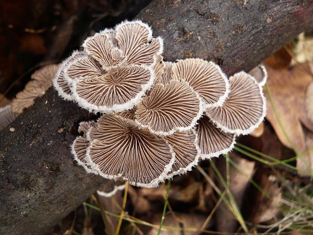 klanolupeňovka obyčajná Schizophyllum commune Fr.