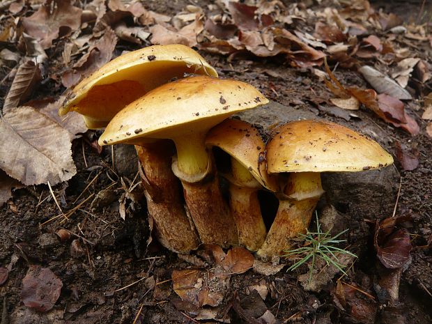 masliak smrekovcový Suillus grevillei (Klotzsch) Singer