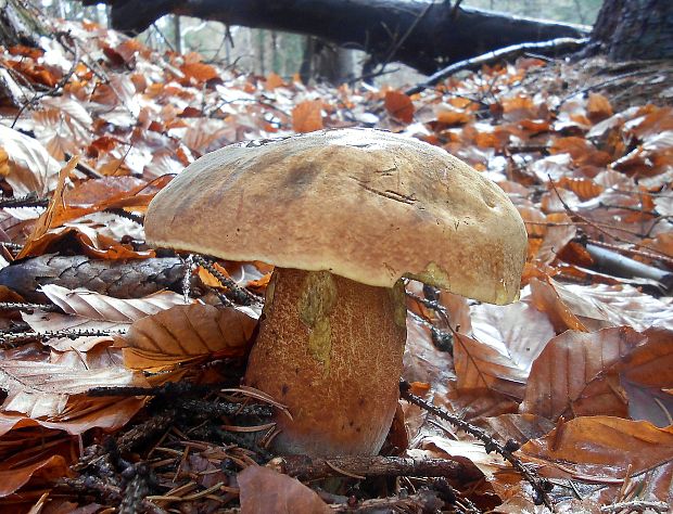 hríb zrnitohlúbikový Sutorius luridiformis (Rostk.) G. Wu & Zhu L. Yang