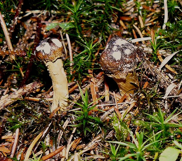 žezlovka hlavičkatá Tolypocladium capitatum (Holmsk.) Quandt, Kepler & Spatafora