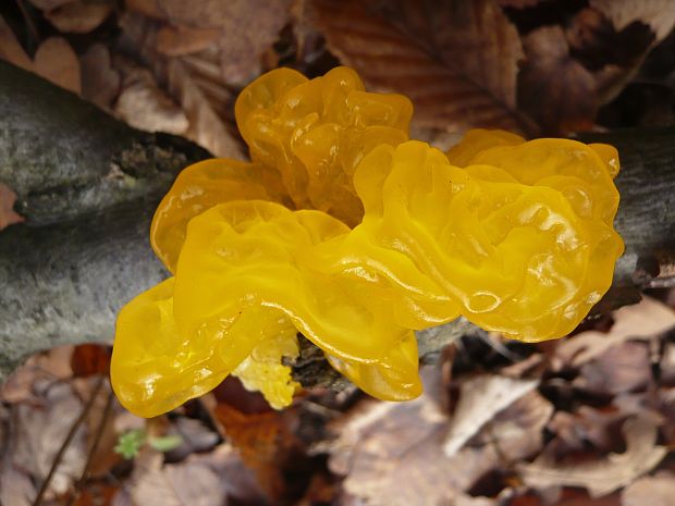 rôsolovka zlatožltá Tremella mesenterica Retz.