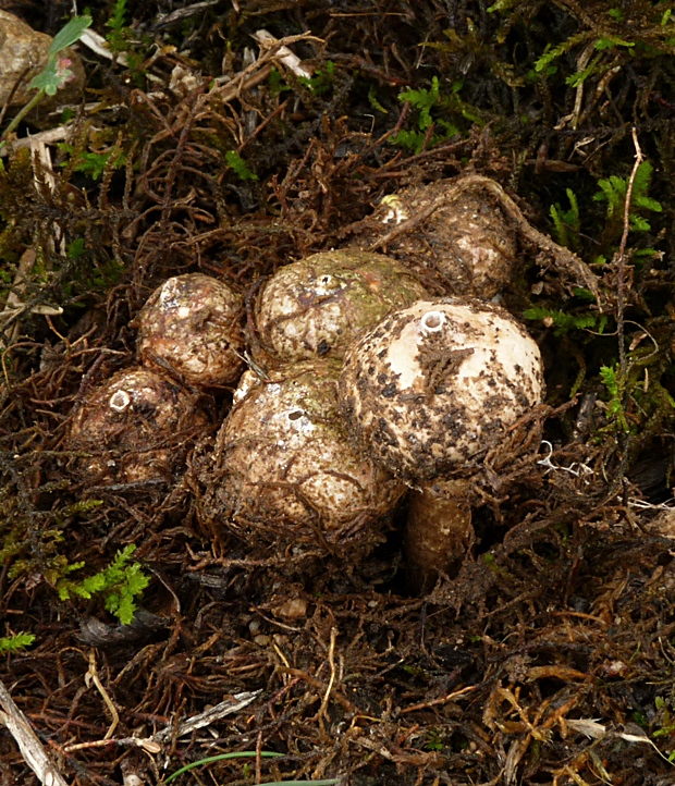 stopkovec zimný Tulostoma brumale Pers.