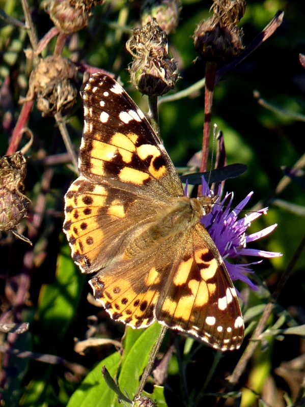 babôčka bodliaková Vanessa cardui