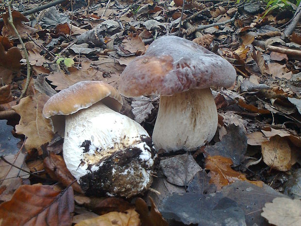 hríb smrekový boletus edulis Bull.