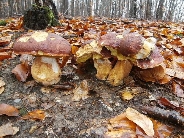 hríb sosnový Boletus pinophilus Pil. et Dermek in Pil.