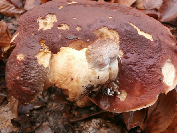 hríb sosnový Boletus pinophilus Pil. et Dermek in Pil.