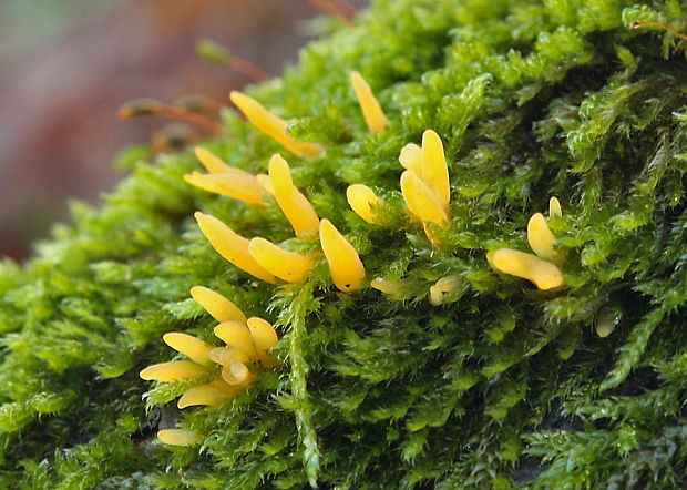 parôžkovec malý Calocera cornea  (Fr.) Loud.