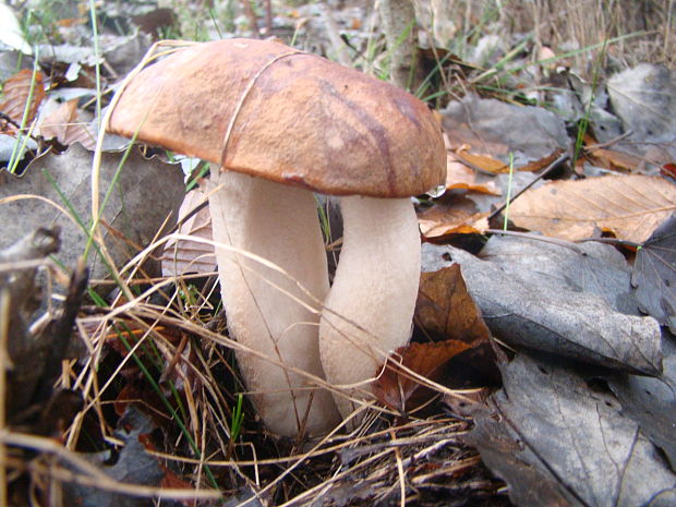 kozák osikový Leccinum albostipitatum den Bakker & Noordel.