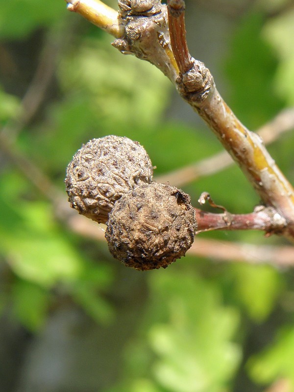 dutinárka / dutilka Pemphigus sp.