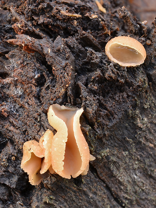 čiaška Peziza sp.