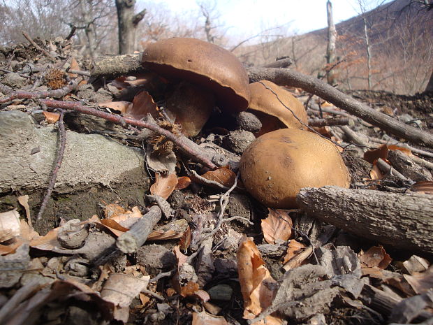 hríb zrnitohlúbikový Sutorius luridiformis (Rostk.) G. Wu & Zhu L. Yang