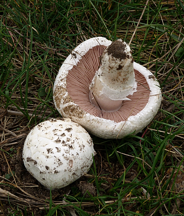 pečiarka Agaricus sp.