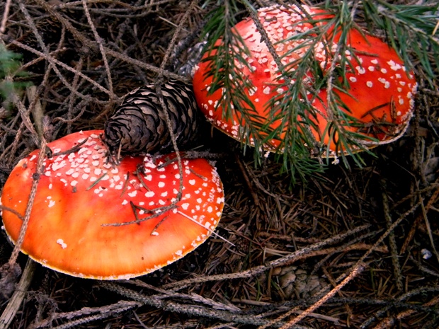 muchotrávka červená Amanita muscaria (L.) Lam.