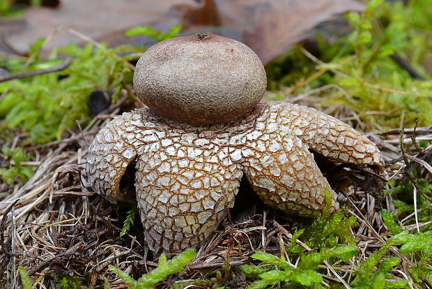 hviezdovec vlahojavný Astraeus hygrometricus (Pers.) Morgan