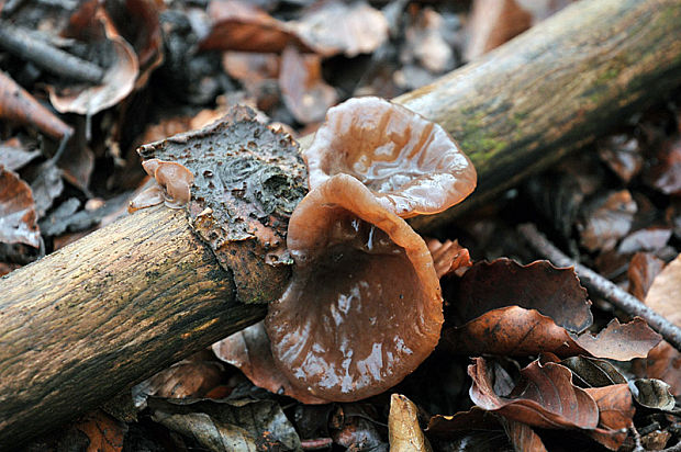 uchovec bazový Auricularia auricula-judae (Bull.) Quél.