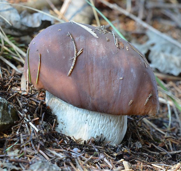 hríb smrekový Boletus edulis Bull.