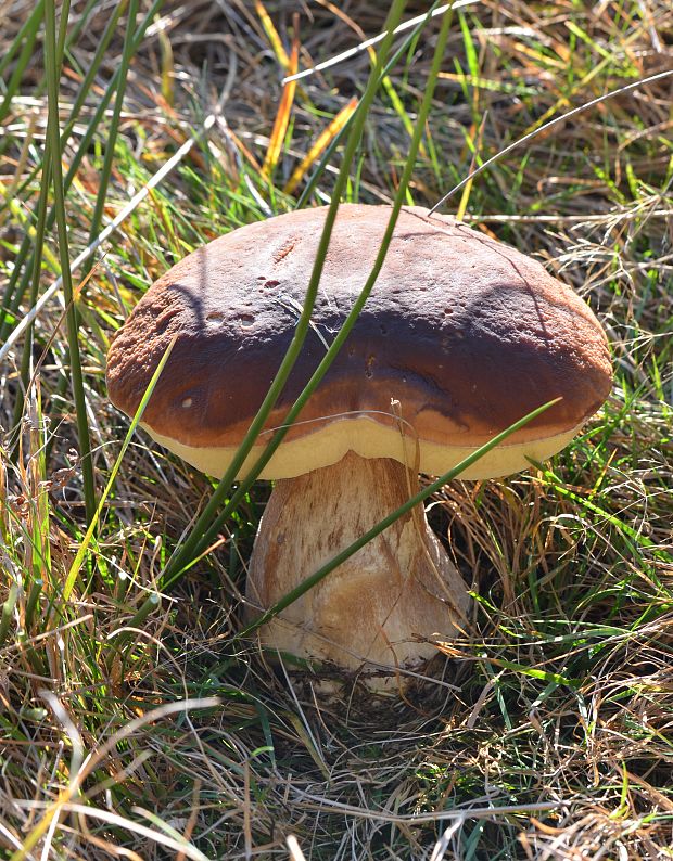 hríb smrekový Boletus edulis Bull.