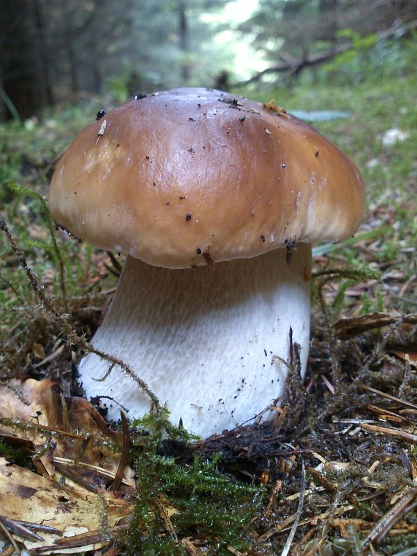 hríb smrekový Boletus edulis Bull.