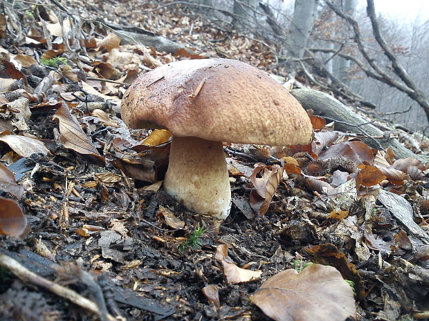 hríb sosnový Boletus pinophilus Pil. et Dermek in Pil.