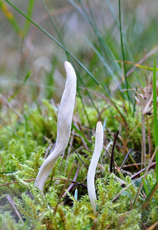 kyjačik lámavý Clavaria fragilis Holmsk.