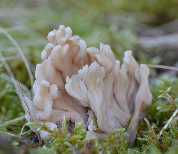 konárovka popolavá Clavulina cinerea (Bull.) J. Schröt.