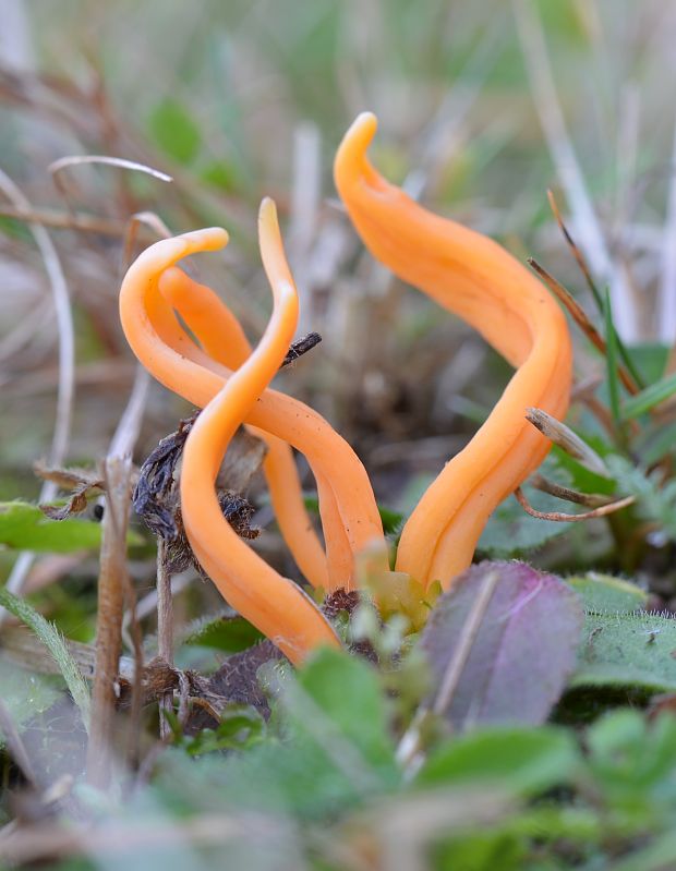 pakonárovka úhľadná Clavulinopsis laeticolor (Berk. & M.A. Curtis) R.H. Petersen