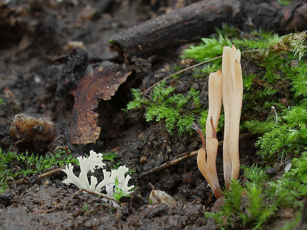 pakonárovka Clavulinopsis sp.