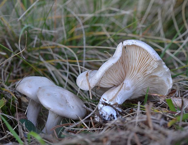 machovka obyčajná Clitopilus prunulus (Scop.) P. Kumm.