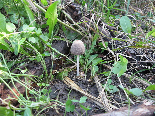 hnojník Coprinus sp.