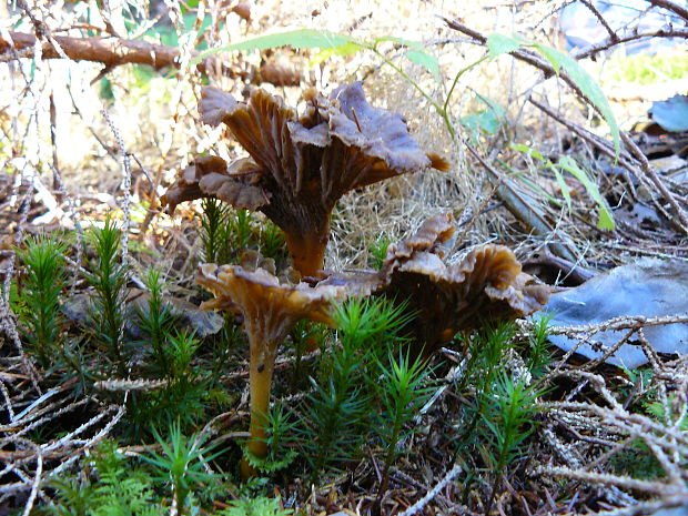 kuriatko lievikovité Craterellus tubaeformis (Fr.) Quél.